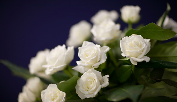 white roses
